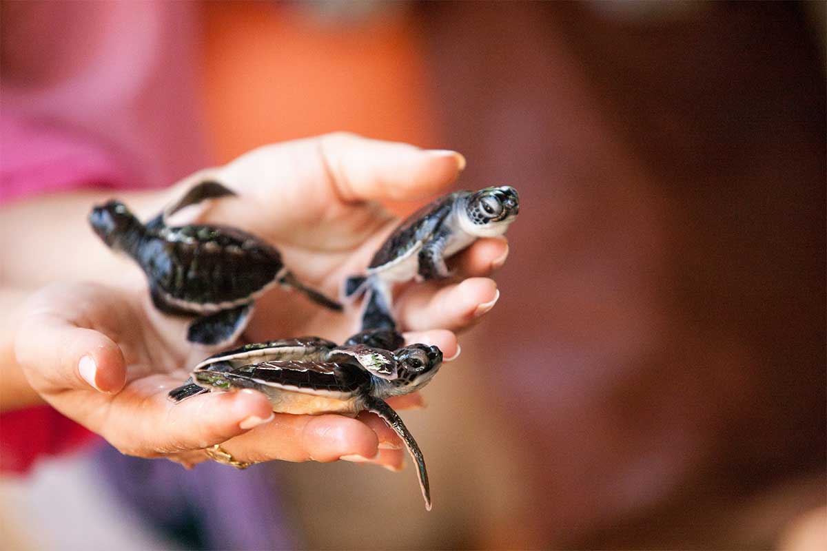 Turtle hatchlings at the Kosgoda conservation project near Balapitiya