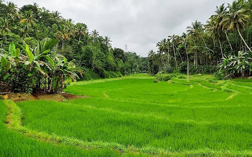 Biodynamic farming landscape of green paddy fields framed by coconut palms in Sri Lanka