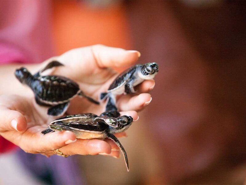 ccv-kosgoda-turtle-sanctuary ccv-kosgoda-turtle-sanctuary